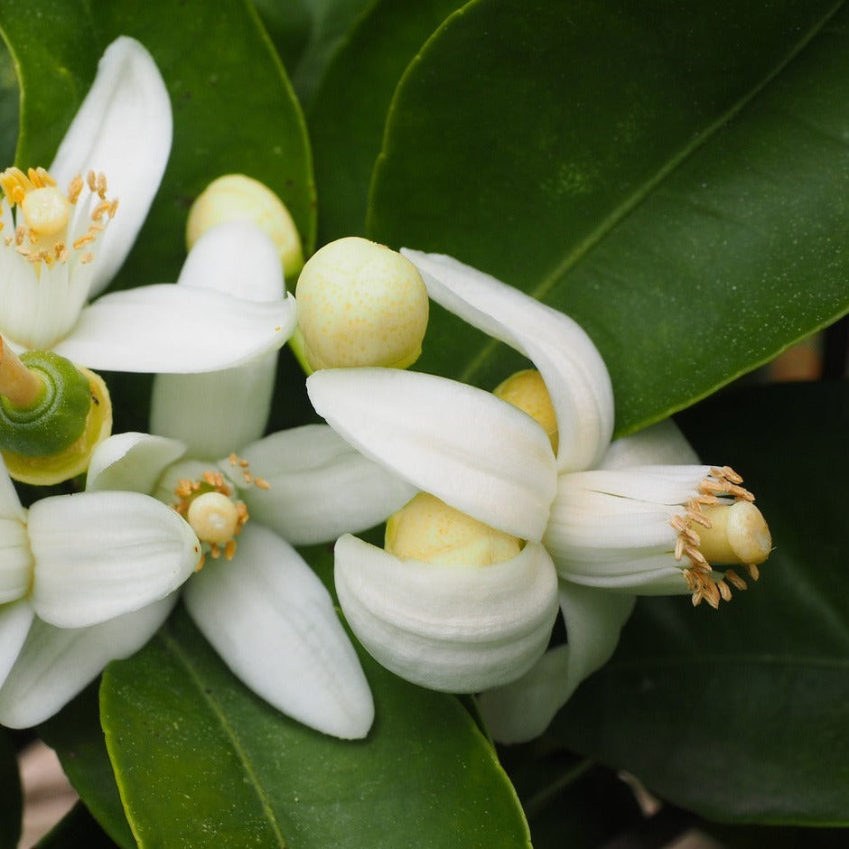 Orange Blossom