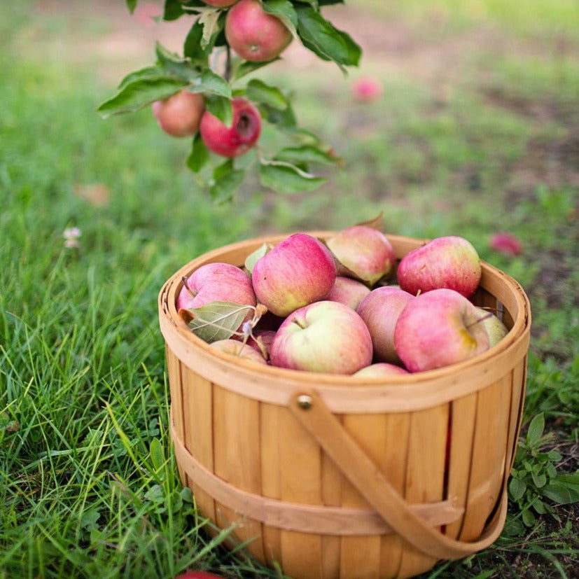 Apple Orchard